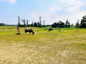 南市老牛的家新進黃牛「南哞」 平安滿月展開新生活