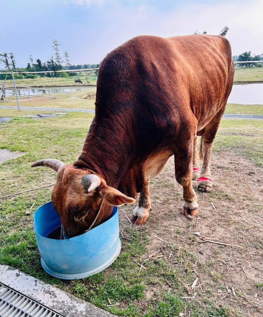 南市老牛的家新進黃牛「南哞」 平安滿月展開新生活