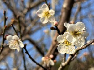 「梅」你不行的冬天 就來楠西賞花、採果、泡溫泉