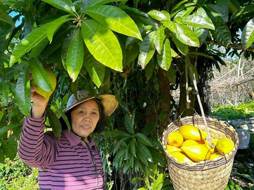 「梅」你不行的冬天 就來楠西賞花、採果、泡溫泉