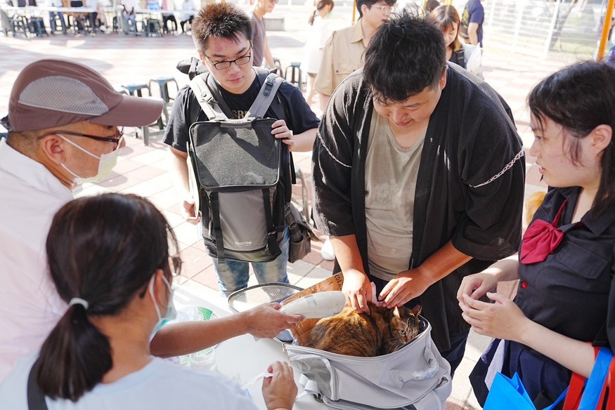 台南觀光大使虛擬貓「巷仔Niau」宣傳奏效 臺南市家貓寵物登記率達 96% 高於全國平均