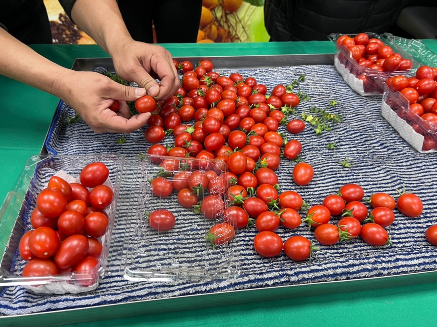 冬日限定好滋味　鹽水番茄產季到來