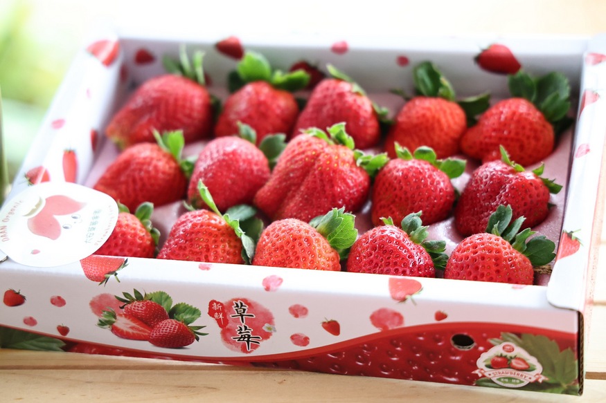 善化草莓季「莓好生活節」3/7甜蜜登場 黃偉哲邀全民體驗春日限定好滋味